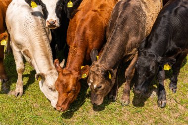 Bir sürü farklı, güzel ve komik inek yeşil bir tarlada otlakta, otları yiyor, ilginç bir şekilde. 