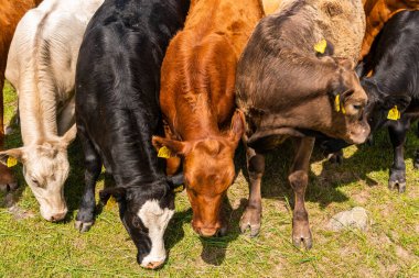 Bir sürü farklı, güzel ve komik inek yeşil bir tarlada otlakta, otları yiyor, ilginç bir şekilde. 