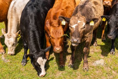 Bir sürü farklı, güzel ve komik inek yeşil bir tarlada otlakta, otları yiyor, ilginç bir şekilde. 