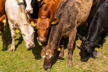 Bir sürü farklı, güzel ve komik inek yeşil bir tarlada otlakta, otları yiyor, ilginç bir şekilde. 