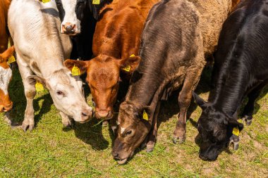 Bir sürü farklı, güzel ve komik inek yeşil bir tarlada otlakta, otları yiyor, ilginç bir şekilde. 