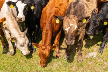 Bir sürü farklı, güzel ve komik inek yeşil bir tarlada otlakta, otları yiyor, ilginç bir şekilde. 