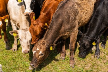 Bir sürü farklı, güzel ve komik inek yeşil bir tarlada otlakta, otları yiyor, ilginç bir şekilde. 