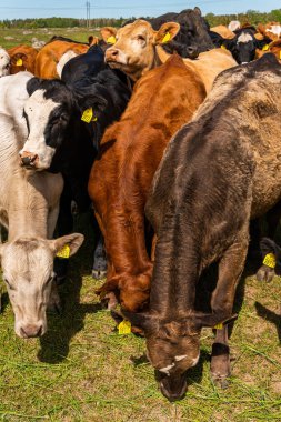 Bir sürü farklı, güzel ve komik inek yeşil bir tarlada otlakta, otları yiyor, ilginç bir şekilde. 