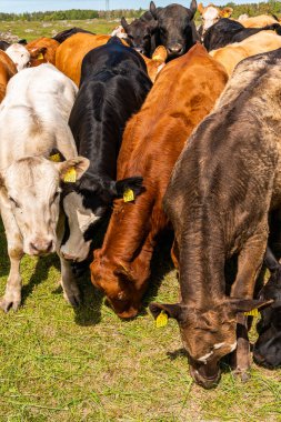 Bir sürü farklı, güzel ve komik inek yeşil bir tarlada otlakta, otları yiyor, ilginç bir şekilde. 