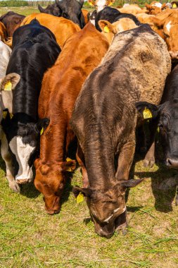 Bir sürü farklı, güzel ve komik inek yeşil bir tarlada otlakta, otları yiyor, ilginç bir şekilde. 