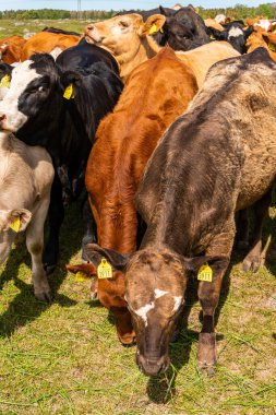 Bir sürü farklı, güzel ve komik inek yeşil bir tarlada otlakta, otları yiyor, ilginç bir şekilde. 