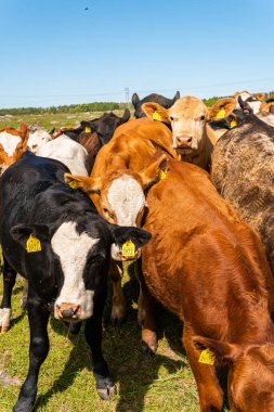 Bir sürü farklı, güzel ve komik inek yeşil bir tarlada otlakta, otları yiyor, ilginç bir şekilde. 