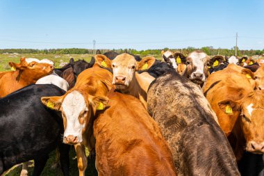 Bir sürü farklı, güzel ve komik inek yeşil bir tarlada otlakta, otları yiyor, ilginç bir şekilde. 
