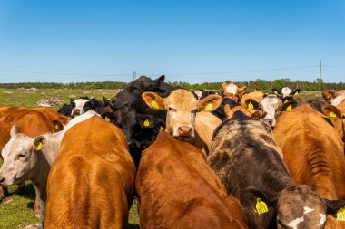 Bir sürü farklı, güzel ve komik inek yeşil bir tarlada otlakta, otları yiyor, ilginç bir şekilde. 