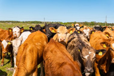 Bir sürü farklı, güzel ve komik inek yeşil bir tarlada otlakta, otları yiyor, ilginç bir şekilde. 