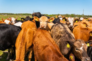 Bir sürü farklı, güzel ve komik inek yeşil bir tarlada otlakta, otları yiyor, ilginç bir şekilde. 