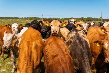 Bir sürü farklı, güzel ve komik inek yeşil bir tarlada otlakta, otları yiyor, ilginç bir şekilde. 