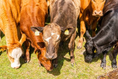 Bir sürü farklı, güzel ve komik inek yeşil bir tarlada otlakta, otları yiyor, ilginç bir şekilde. 