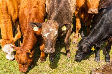 Bir sürü farklı, güzel ve komik inek yeşil bir tarlada otlakta, otları yiyor, ilginç bir şekilde. 