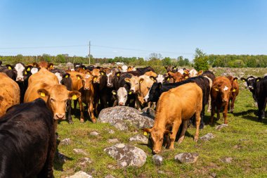 Bir sürü farklı, güzel ve komik inek yeşil bir tarlada otlakta, otları yiyor, ilginç bir şekilde. 