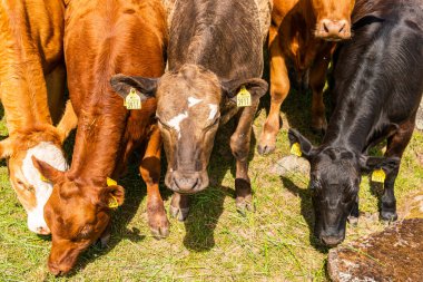 Bir sürü farklı, güzel ve komik inek yeşil bir tarlada otlakta, otları yiyor, ilginç bir şekilde. 
