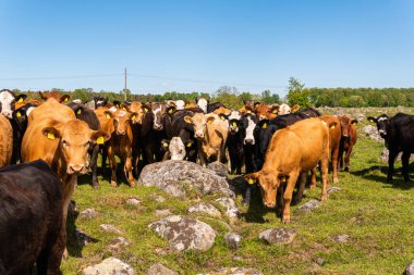 Bir sürü farklı, güzel ve komik inek yeşil bir tarlada otlakta, otları yiyor, ilginç bir şekilde. 