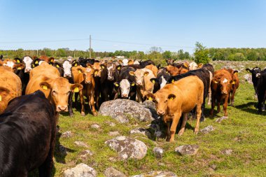 Bir sürü farklı, güzel ve komik inek yeşil bir tarlada otlakta, otları yiyor, ilginç bir şekilde. 