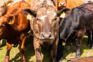 Bir sürü farklı, güzel ve komik inek yeşil bir tarlada otlakta, otları yiyor, ilginç bir şekilde. 