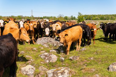 Bir sürü farklı, güzel ve komik inek yeşil bir tarlada otlakta, otları yiyor, ilginç bir şekilde. 