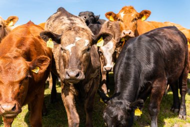 A lot of different, beautiful and funny cows on pasture on a green field, eating grass, looking curiously. 