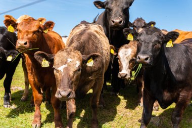 Bir sürü farklı, güzel ve komik inek yeşil bir tarlada otlakta, otları yiyor, ilginç bir şekilde. 