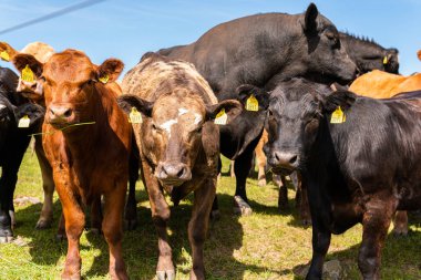 Bir sürü farklı, güzel ve komik inek yeşil bir tarlada otlakta, otları yiyor, ilginç bir şekilde. 