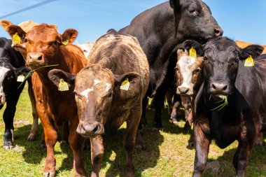Bir sürü farklı, güzel ve komik inek yeşil bir tarlada otlakta, otları yiyor, ilginç bir şekilde. 