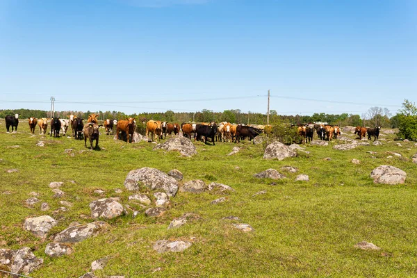 Bir sürü farklı, güzel ve komik inek yeşil bir tarlada otlakta, otları yiyor, ilginç bir şekilde. 