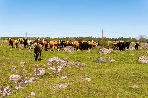 Bir sürü farklı, güzel ve komik inek yeşil bir tarlada otlakta, otları yiyor, ilginç bir şekilde. 