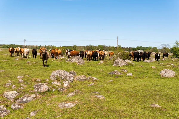 Bir sürü farklı, güzel ve komik inek yeşil bir tarlada otlakta, otları yiyor, ilginç bir şekilde. 