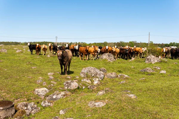 Bir sürü farklı, güzel ve komik inek yeşil bir tarlada otlakta, otları yiyor, ilginç bir şekilde. 
