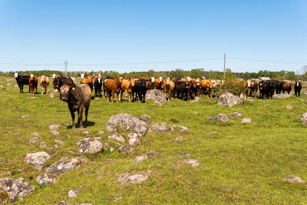 Bir sürü farklı, güzel ve komik inek yeşil bir tarlada otlakta, otları yiyor, ilginç bir şekilde. 