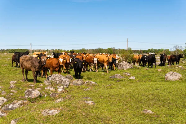 Bir sürü farklı, güzel ve komik inek yeşil bir tarlada otlakta, otları yiyor, ilginç bir şekilde. 