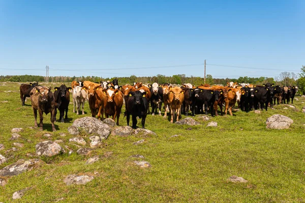 Bir sürü farklı, güzel ve komik inek yeşil bir tarlada otlakta, otları yiyor, ilginç bir şekilde. 