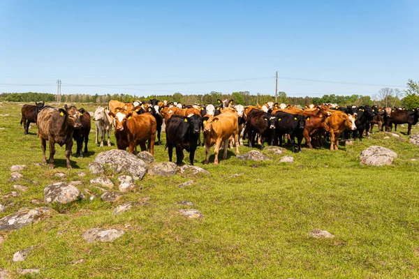 Bir sürü farklı, güzel ve komik inek yeşil bir tarlada otlakta, otları yiyor, ilginç bir şekilde. 