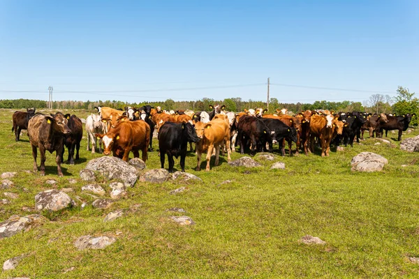 Bir sürü farklı, güzel ve komik inek yeşil bir tarlada otlakta, otları yiyor, ilginç bir şekilde. 