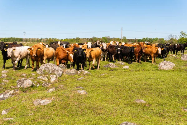 Bir sürü farklı, güzel ve komik inek yeşil bir tarlada otlakta, otları yiyor, ilginç bir şekilde. 