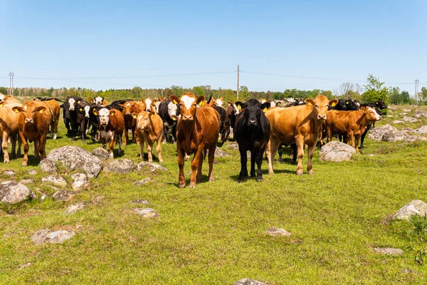 Bir sürü farklı, güzel ve komik inek yeşil bir tarlada otlakta, otları yiyor, ilginç bir şekilde. 
