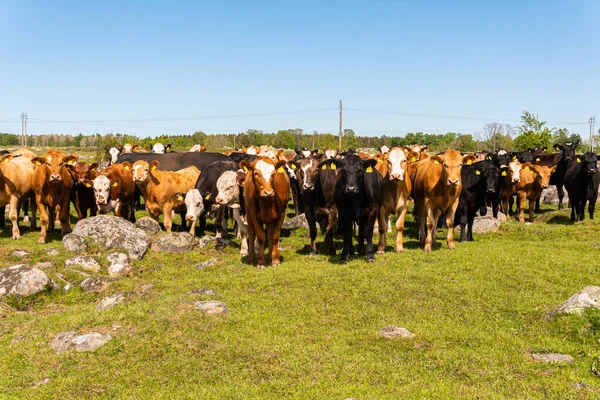 Bir sürü farklı, güzel ve komik inek yeşil bir tarlada otlakta, otları yiyor, ilginç bir şekilde. 