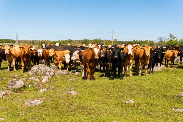 Bir sürü farklı, güzel ve komik inek yeşil bir tarlada otlakta, otları yiyor, ilginç bir şekilde. 