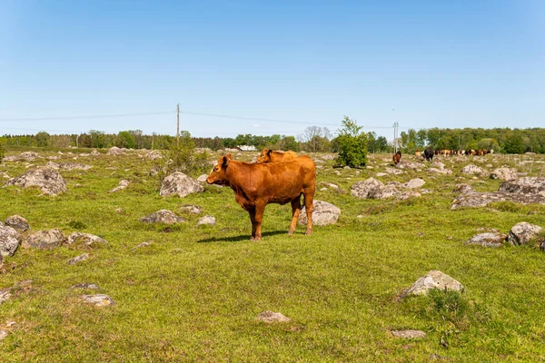 Bir sürü farklı, güzel ve komik inek yeşil bir tarlada otlakta, otları yiyor, ilginç bir şekilde. 