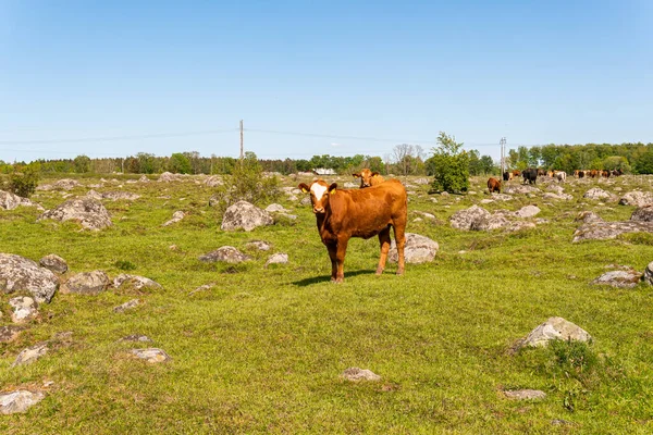 Bir sürü farklı, güzel ve komik inek yeşil bir tarlada otlakta, otları yiyor, ilginç bir şekilde. 