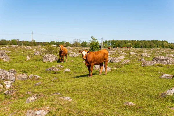 Bir sürü farklı, güzel ve komik inek yeşil bir tarlada otlakta, otları yiyor, ilginç bir şekilde. 