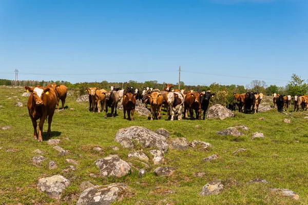 Bir sürü farklı, güzel ve komik inek yeşil bir tarlada otlakta, otları yiyor, ilginç bir şekilde. 