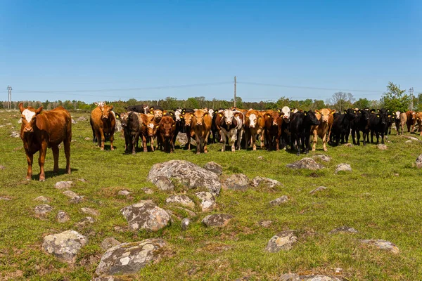 Bir sürü farklı, güzel ve komik inek yeşil bir tarlada otlakta, otları yiyor, ilginç bir şekilde. 