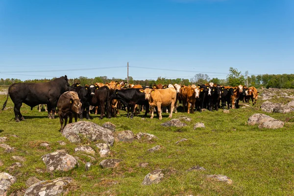Bir sürü farklı, güzel ve komik inek yeşil bir tarlada otlakta, otları yiyor, ilginç bir şekilde. 