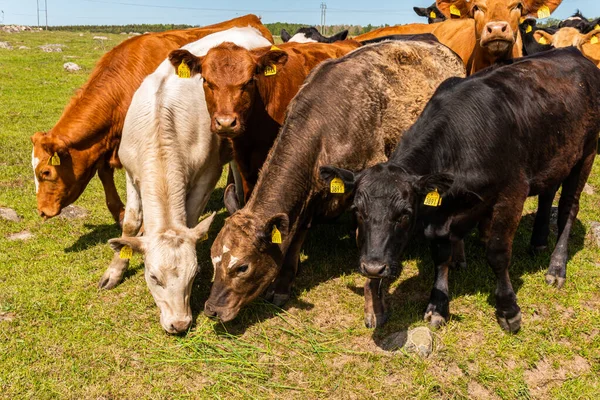 Bir sürü farklı, güzel ve komik inek yeşil bir tarlada otlakta, otları yiyor, ilginç bir şekilde. 