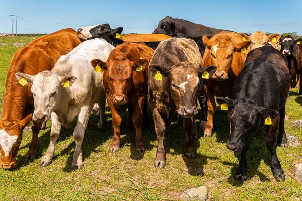 Bir sürü farklı, güzel ve komik inek yeşil bir tarlada otlakta, otları yiyor, ilginç bir şekilde. 